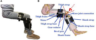 Modeling and Simulation of a Human Knee Exoskeleton's Assistive Strategies and Interaction